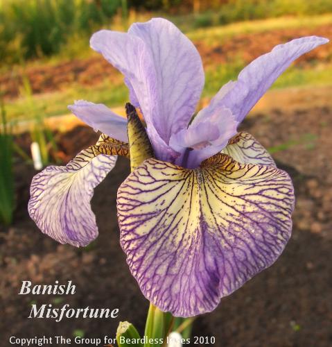 sib Banish Misfortune (0)